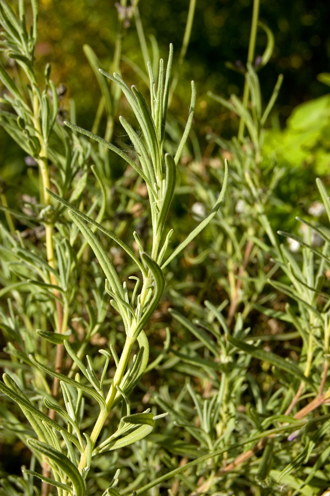 Изображение особи Lavandula angustifolia.