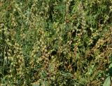 Onobrychis viciifolia. Верхушки побегов с созревающими соплодиями. Восточный Казахстан, Уланский р-н, окр. с. Украинка, поле. 09.07.2016.