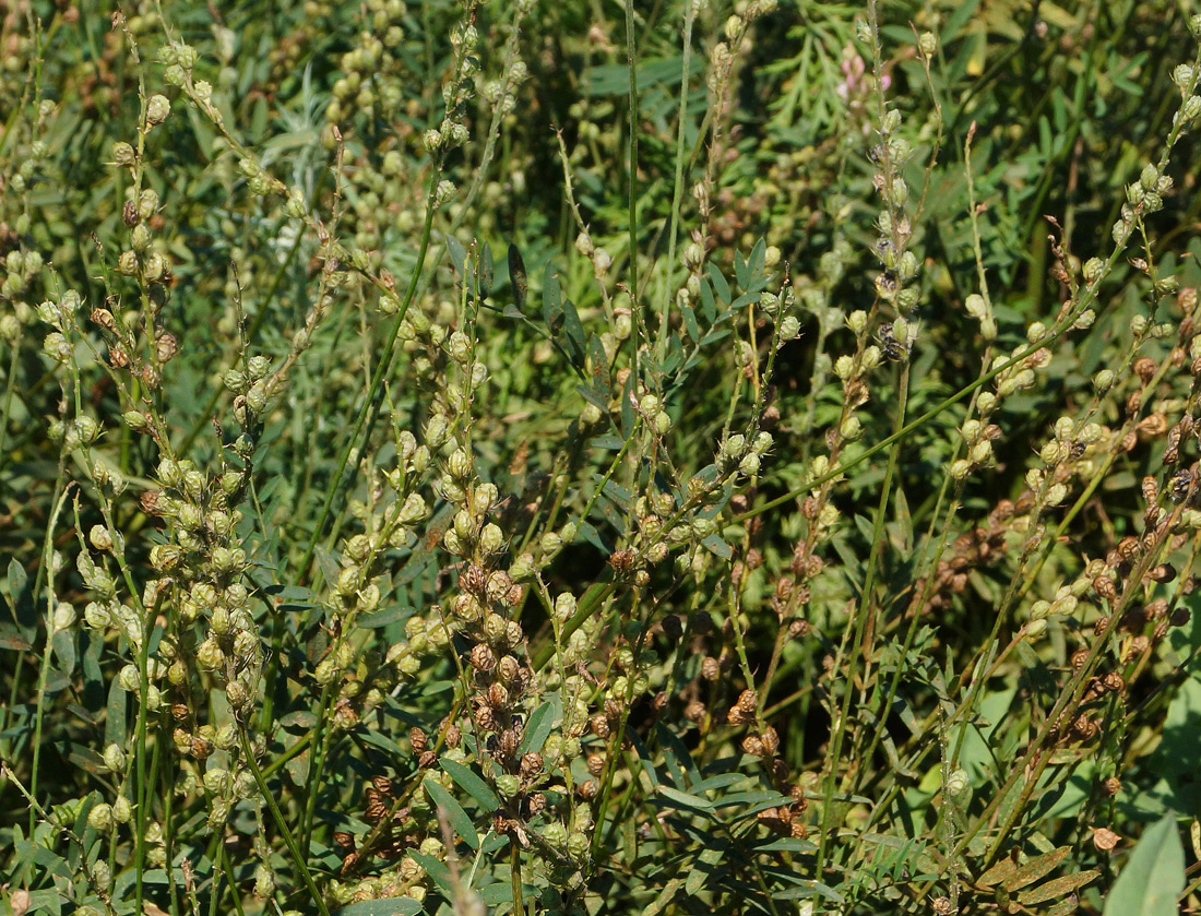 Изображение особи Onobrychis viciifolia.