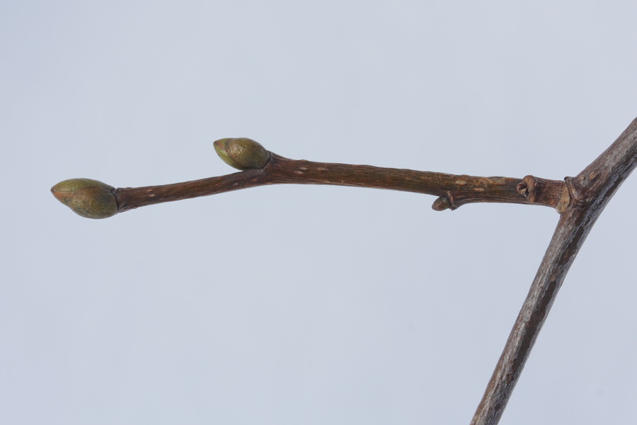 Image of Tilia cordata specimen.