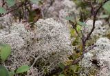 Cladonia stellaris