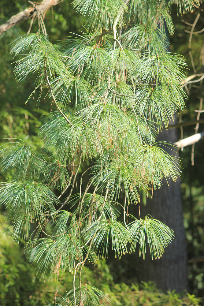 Image of Pinus wallichiana specimen.