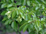 Carpinus orientalis. Верхушка ветви с соплодиями. Крым, Балаклавский р-н, урочище Айязьма, опушка соснового леса. 06.06.2016.