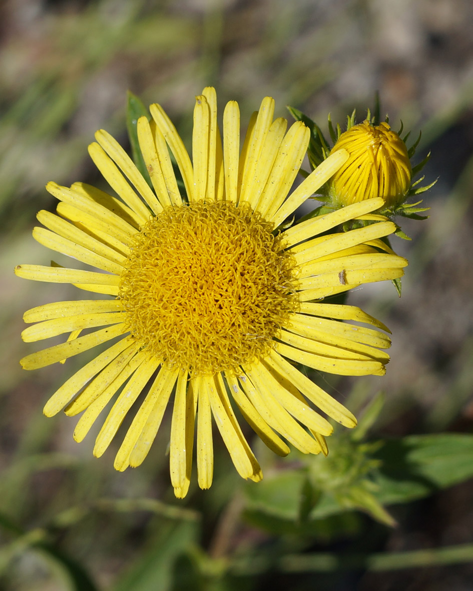 Изображение особи Inula britannica.