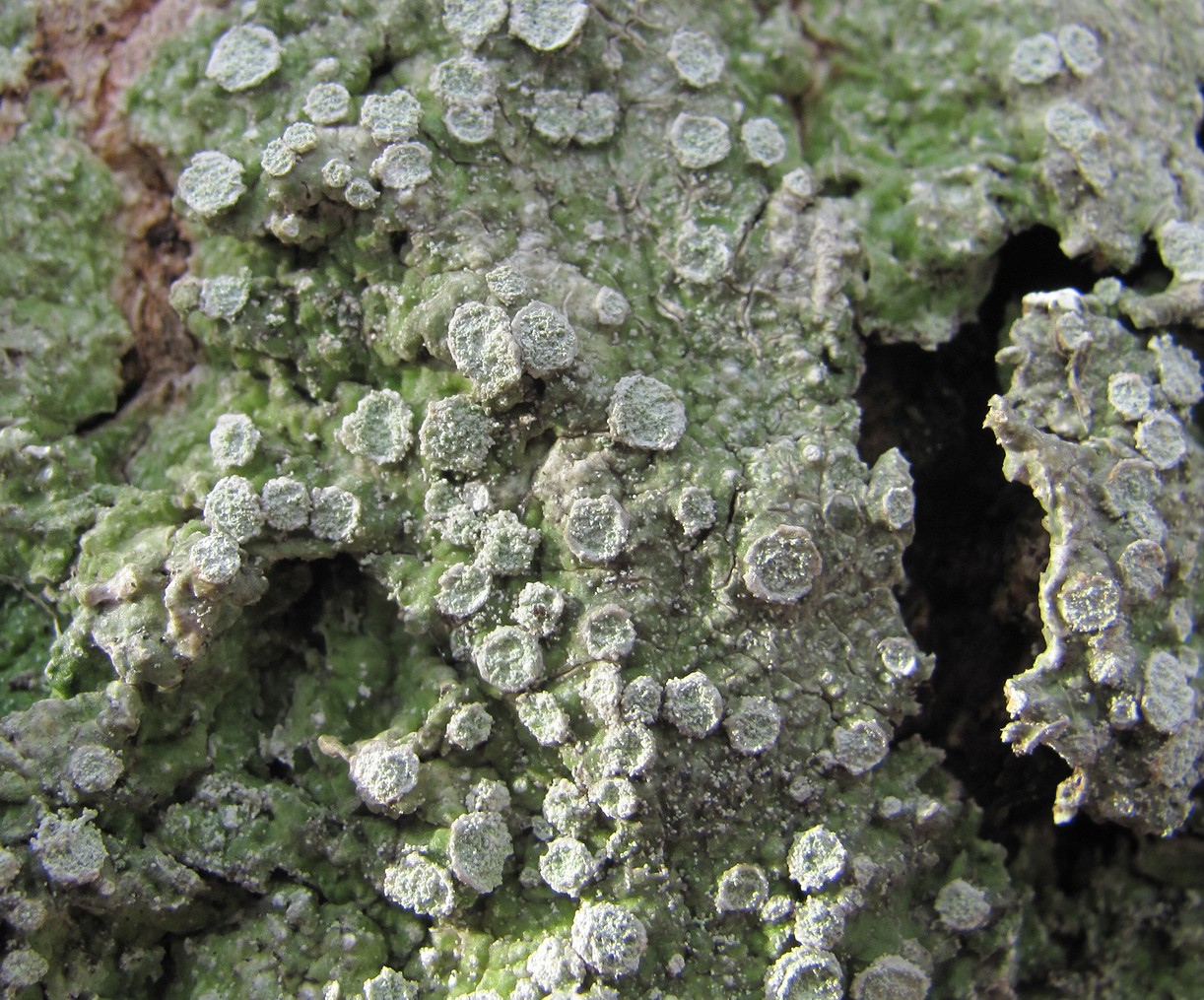 Image of genus Pertusaria specimen.