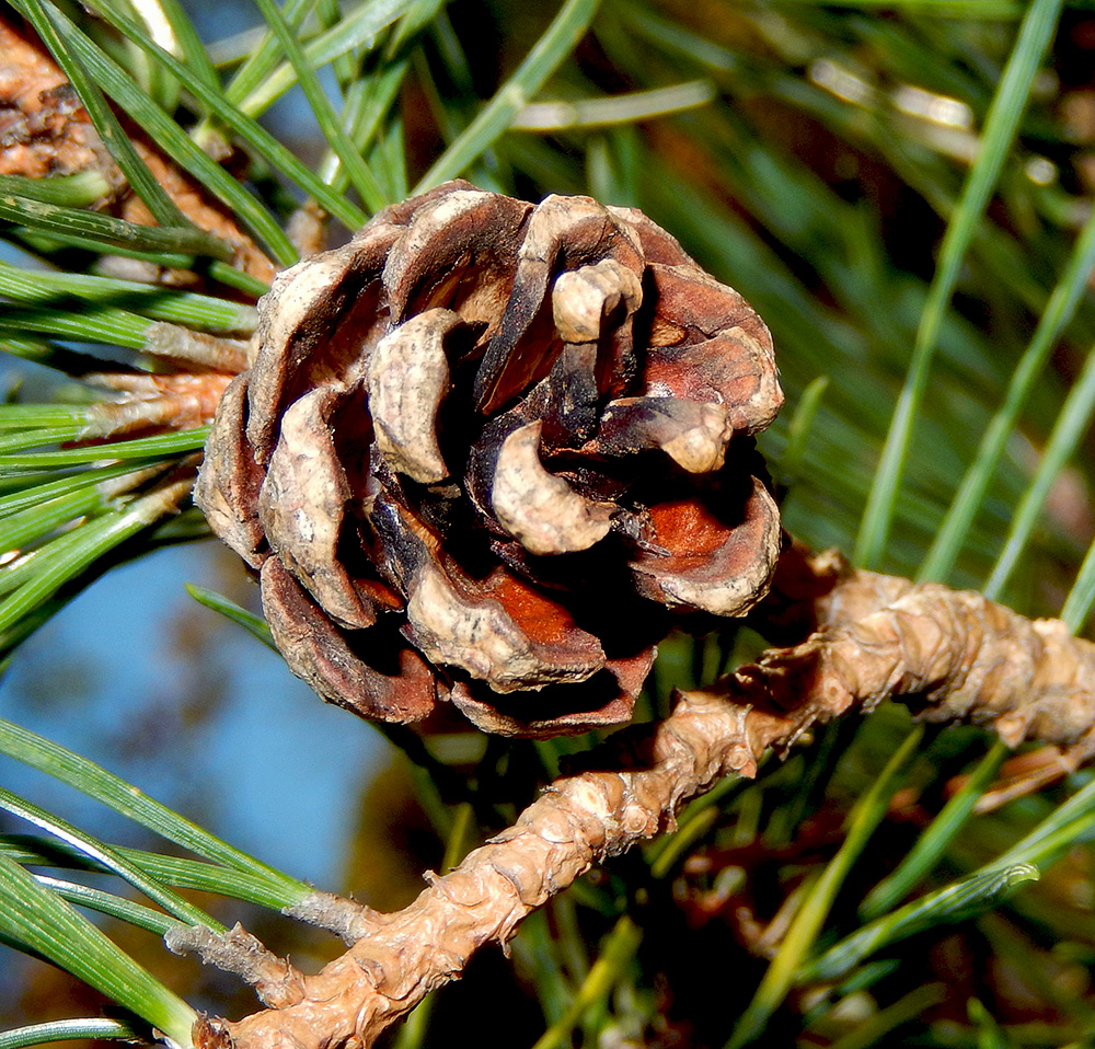 Image of Pinus sylvestris ssp. hamata specimen.