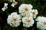 Iberis simplex