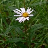 Aster maackii