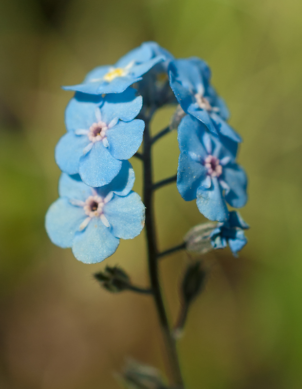 Изображение особи Myosotis austrosibirica.