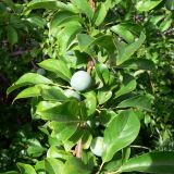 Prunus domestica