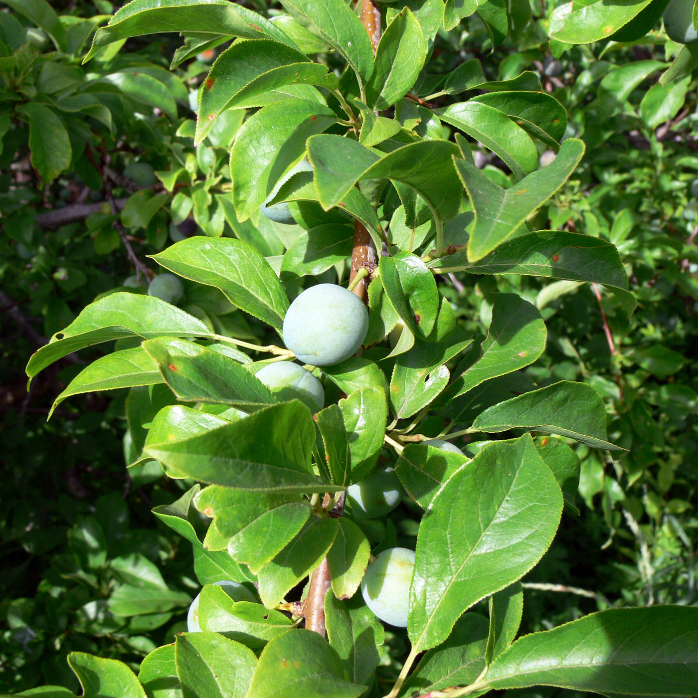 Изображение особи Prunus domestica.