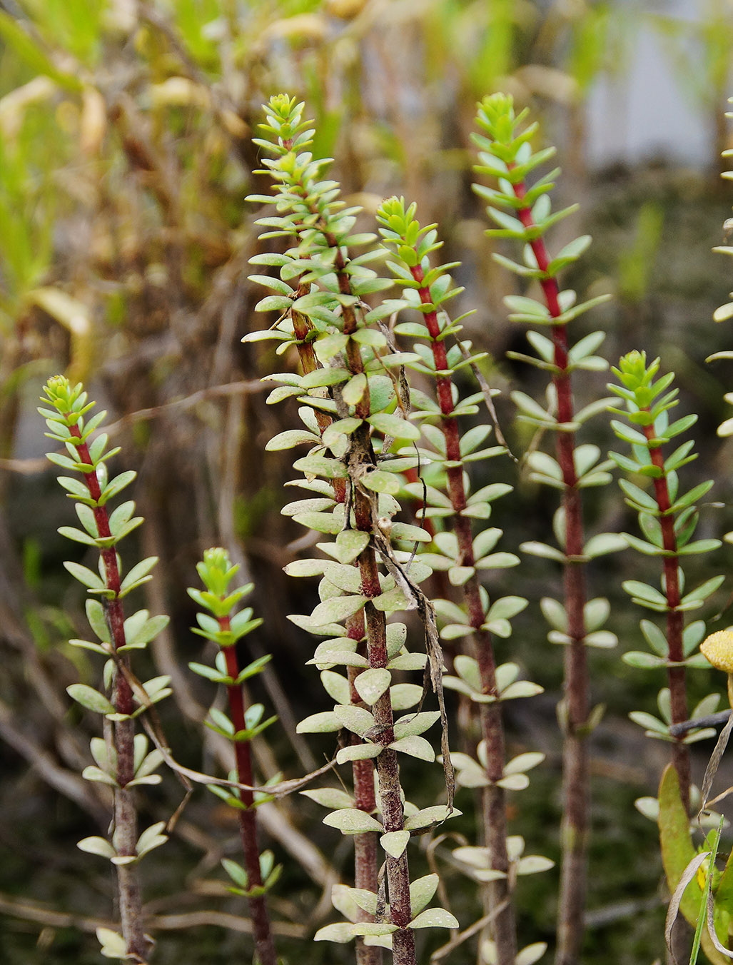 Изображение особи Hippuris tetraphylla.