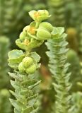 Euphorbia paralias. Верхушка побега с плодами. Испания, Андалусия, г. Тарифа, Атлантическое побережье, песчаная дюна. Август.
