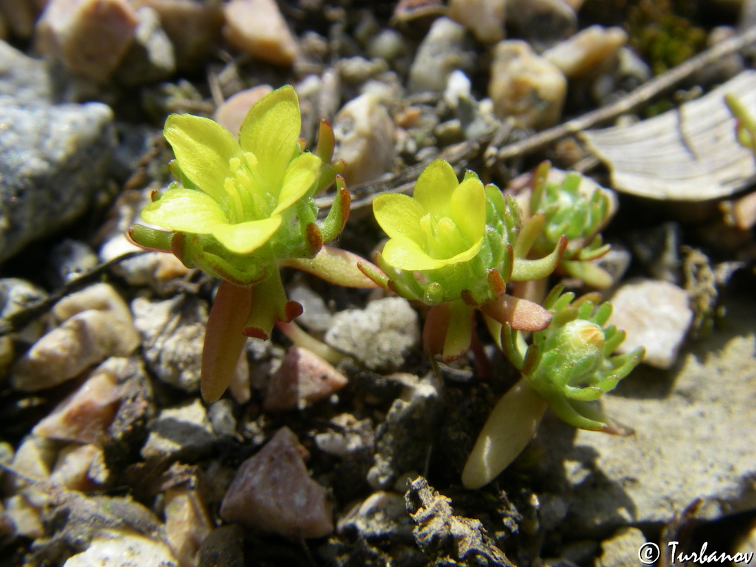 Изображение особи Ceratocephala platyceras.