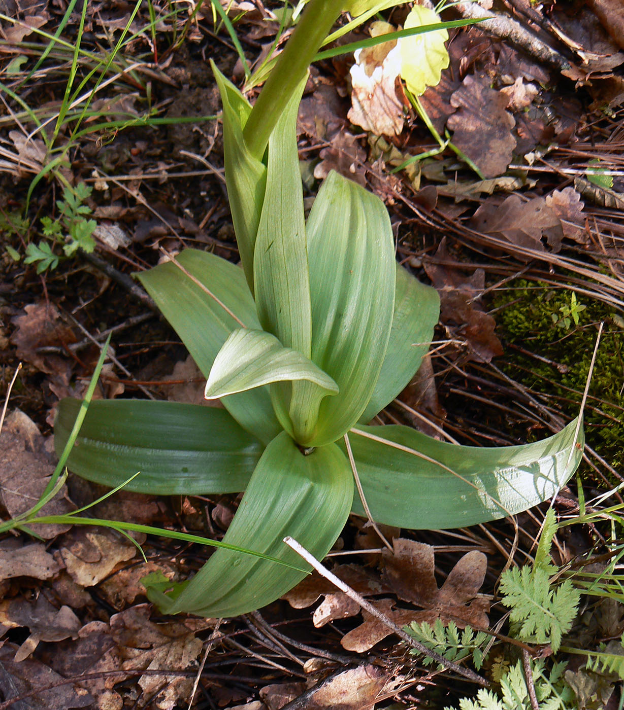 Image of Orchis &times; wulffiana nothosubsp. suckowii specimen.