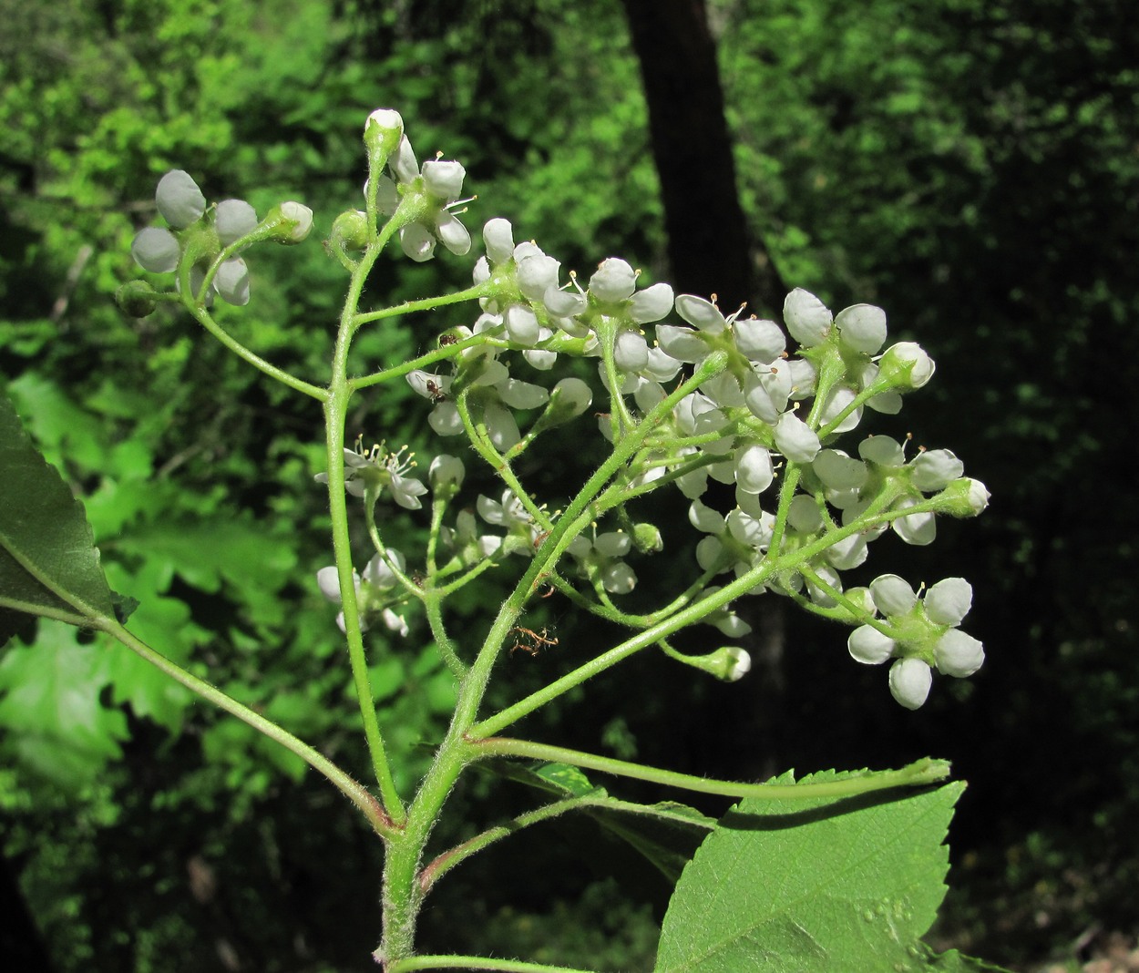 Image of Sorbus torminalis specimen.