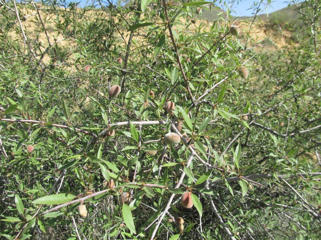 Image of Amygdalus fenzliana specimen.