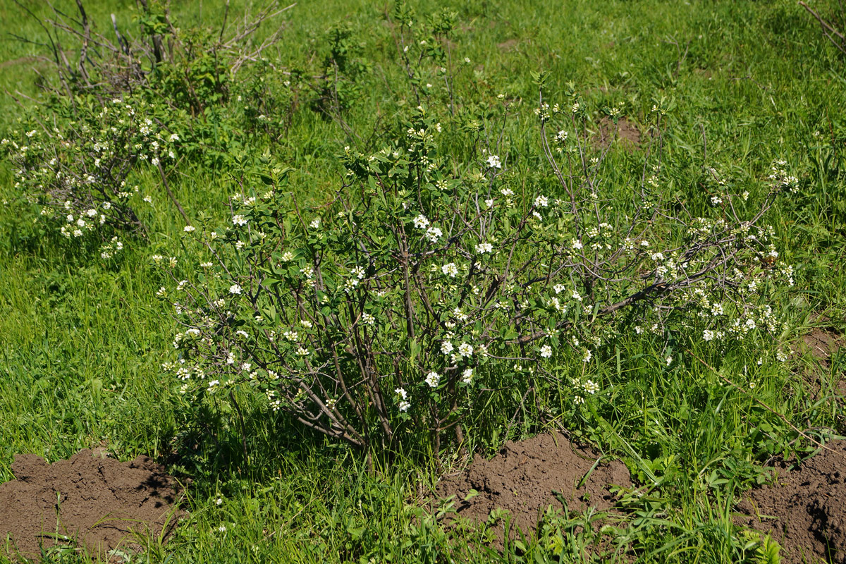 Image of Daphne altaica specimen.