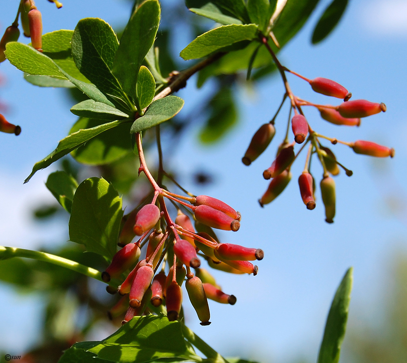 Изображение особи Berberis vulgaris.