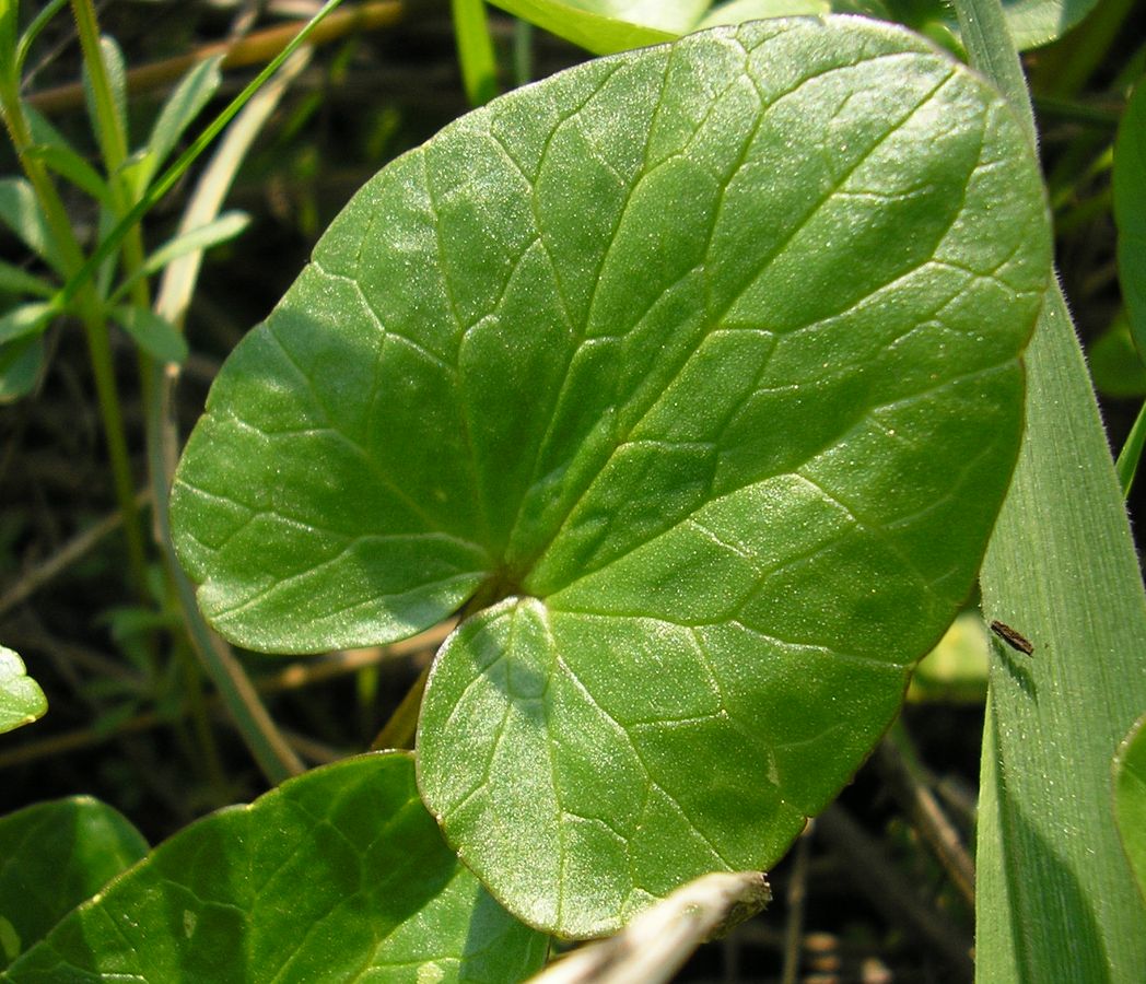 Image of Ficaria stepporum specimen.