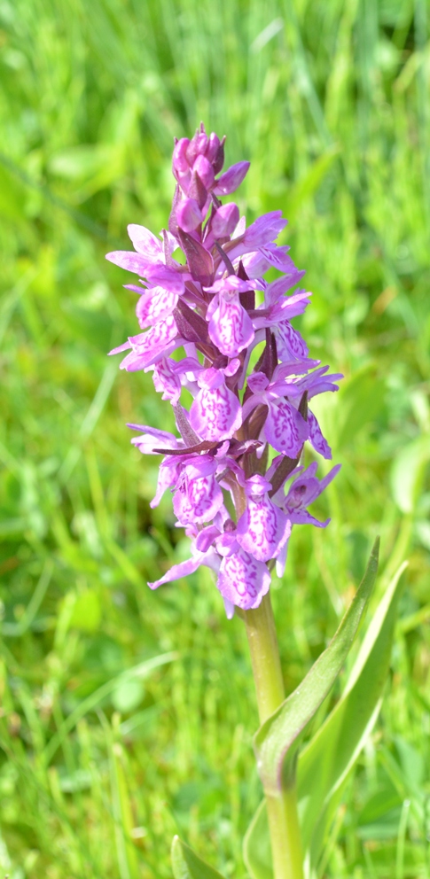 Изображение особи род Dactylorhiza.