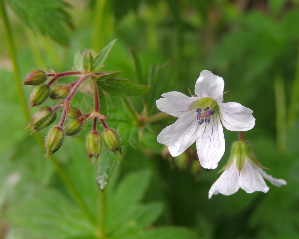 Image of Geranium krylovii specimen.