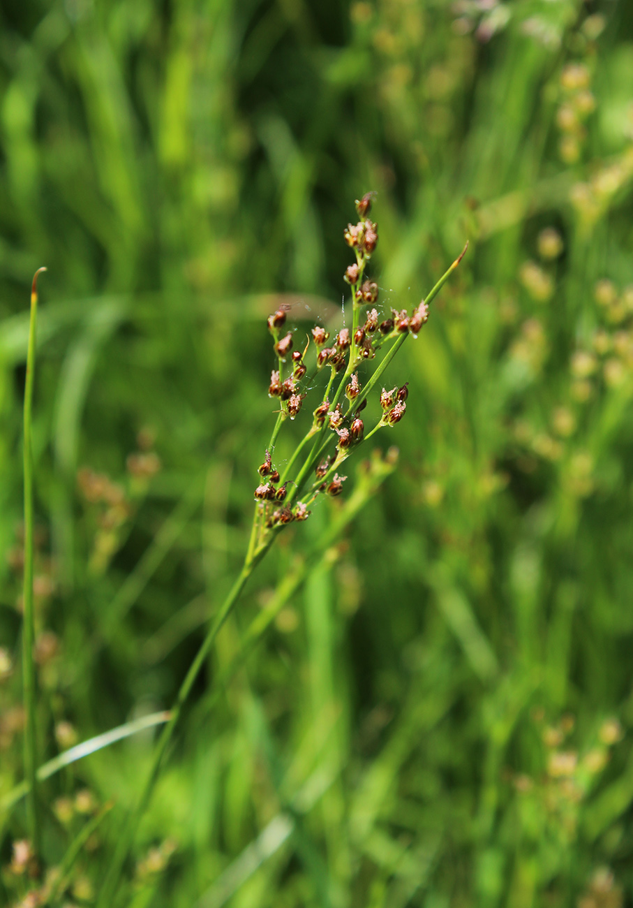 Изображение особи Juncus compressus.