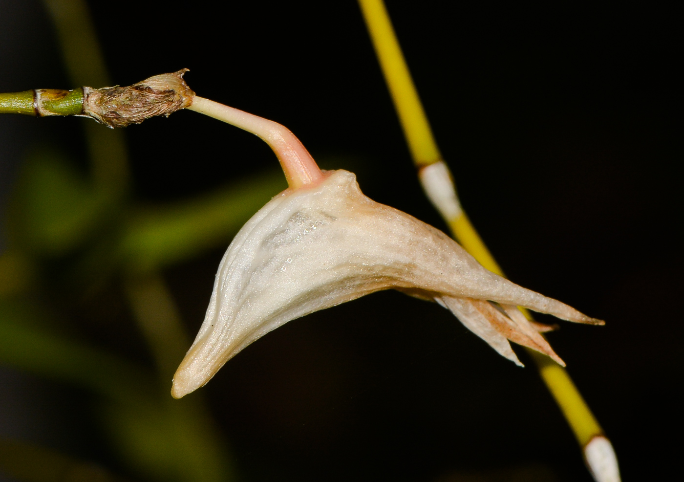 Image of Dendrobium crumenatum specimen.