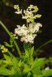 Filipendula ulmaria