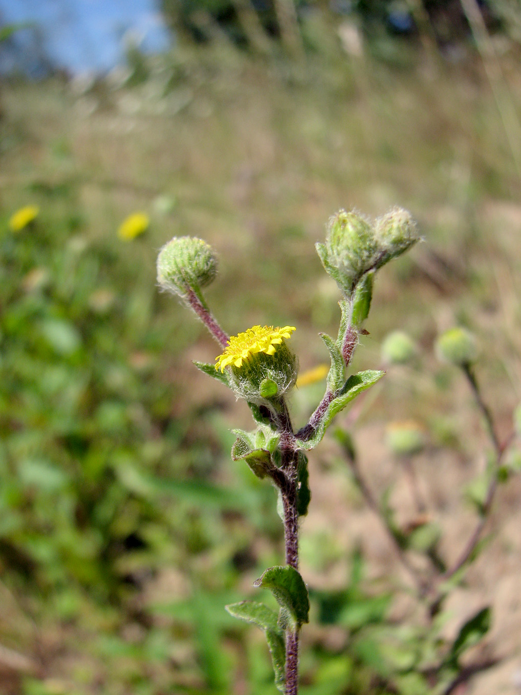 Image of Pulicaria vulgaris specimen.