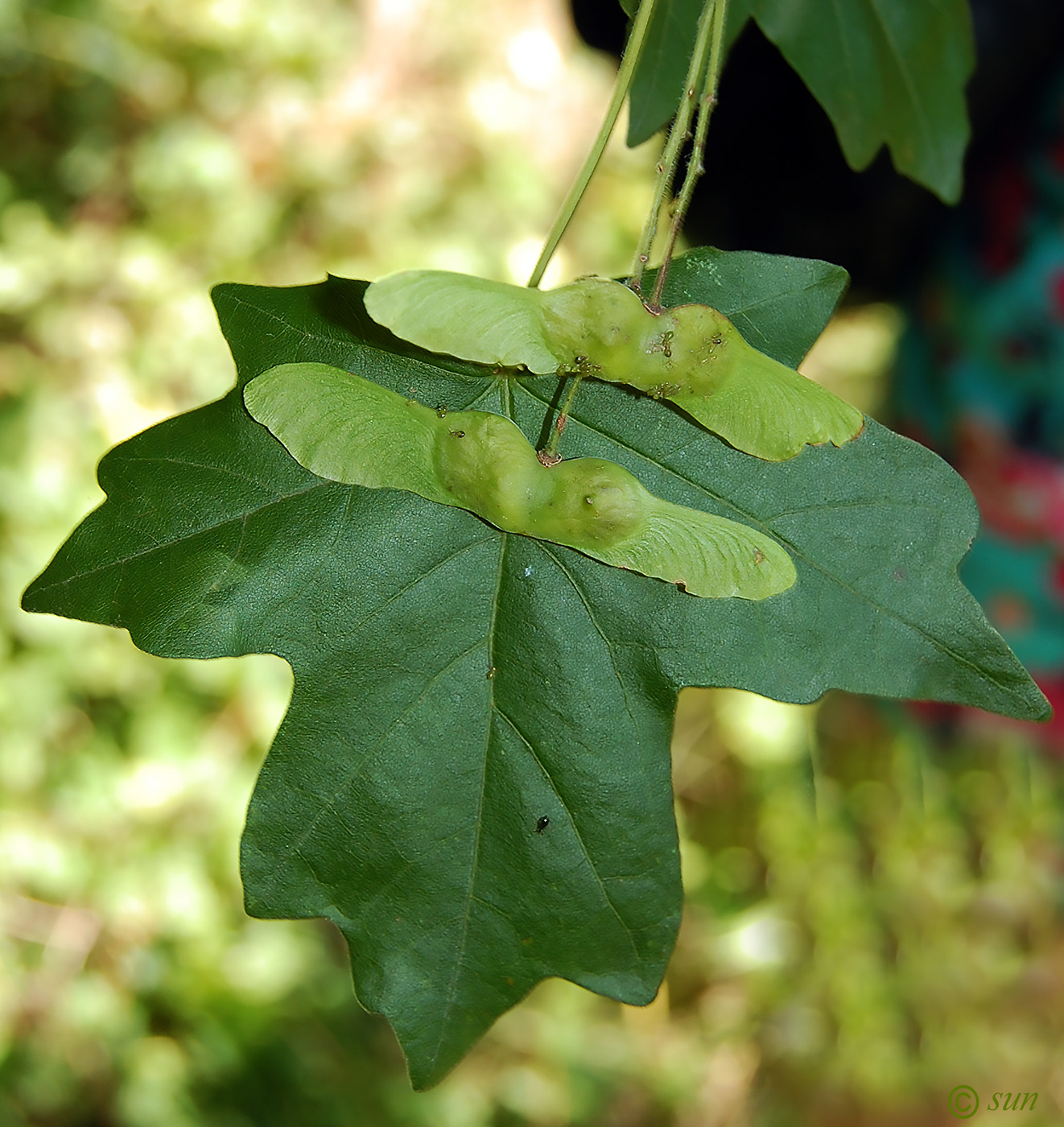 Image of Acer campestre specimen.