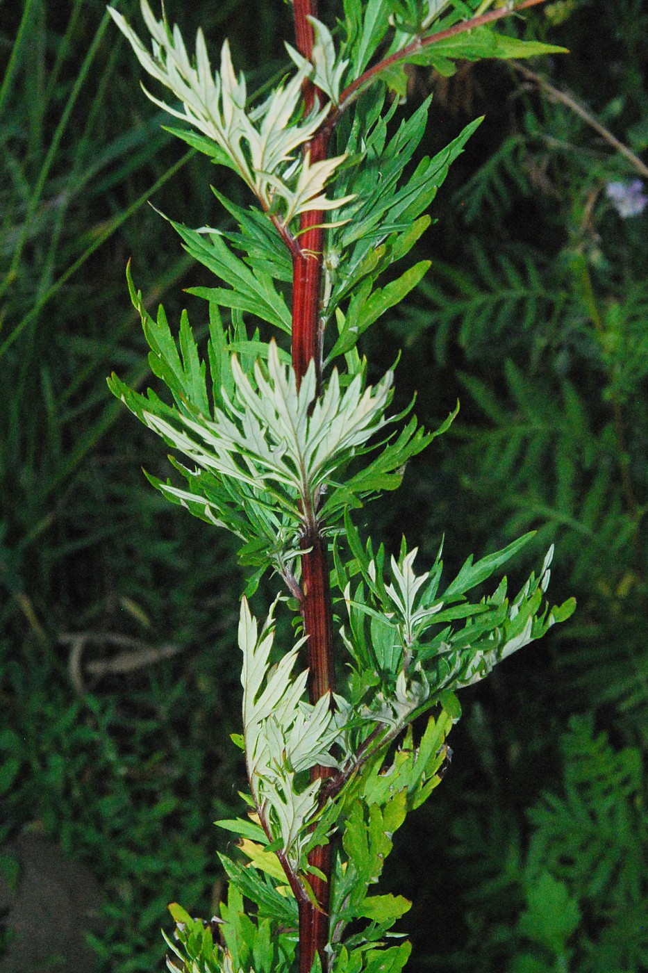 Изображение особи Artemisia vulgaris.