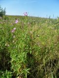 Epilobium hirsutum