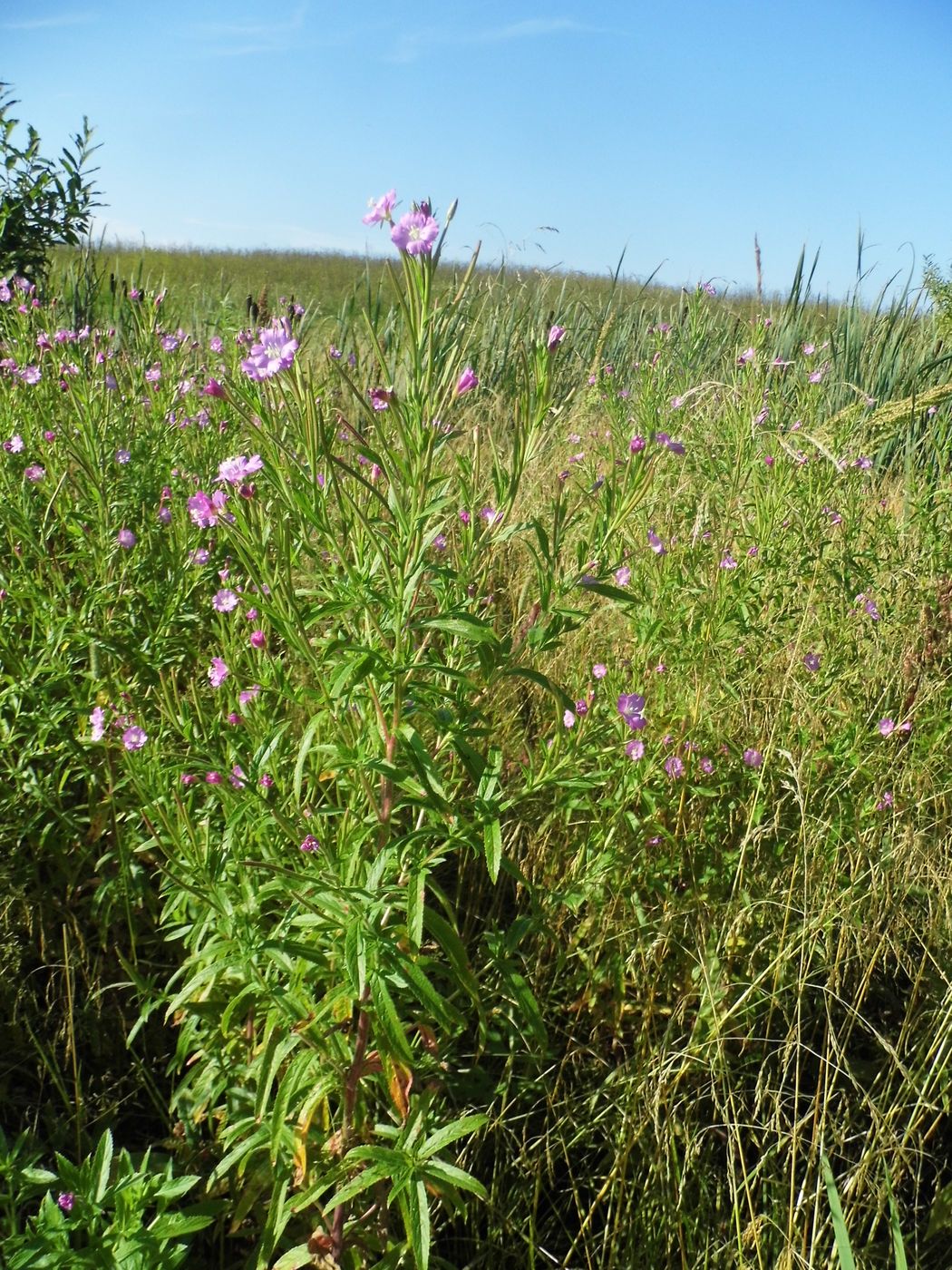 Image of Epilobium hirsutum specimen.