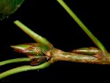 Populus balsamifera