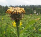 Grossheimia polyphylla. Верхушка побега с отцветшим соцветием. Адыгея, Кавказский биосферный заповедник, Фишт-Оштенский массив, ур. Яворова Поляна, субальпийский луг, выс. ≈ 1600 м н.у.м. 13.08.2016.