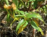 Cistus laurifolius. Верхушка веточки с соплодием. Испания, Центральная Кордильера, нац. парк Сьерра-де-Гуадаррама, гранитный массив La Pedriza, высота ок. 1600 м. Июль.