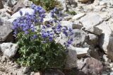 Delphinium brunonianum