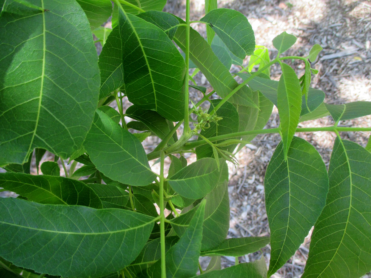 Изображение особи Carya illinoinensis.