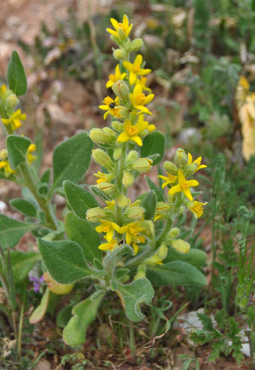 Изображение особи Tetragonia hirsuta.