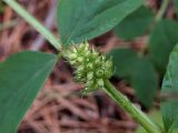 Astragalus glycyphyllos