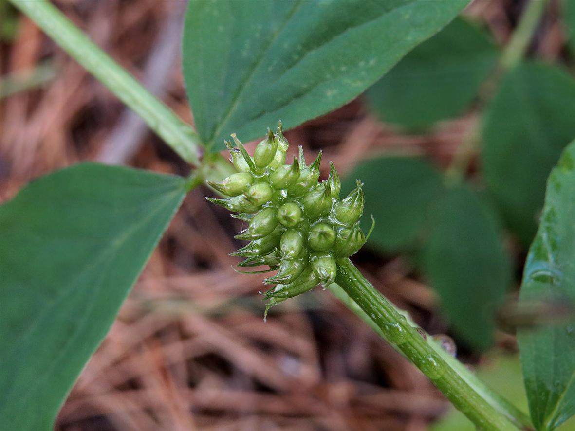 Image of Astragalus glycyphyllos specimen.