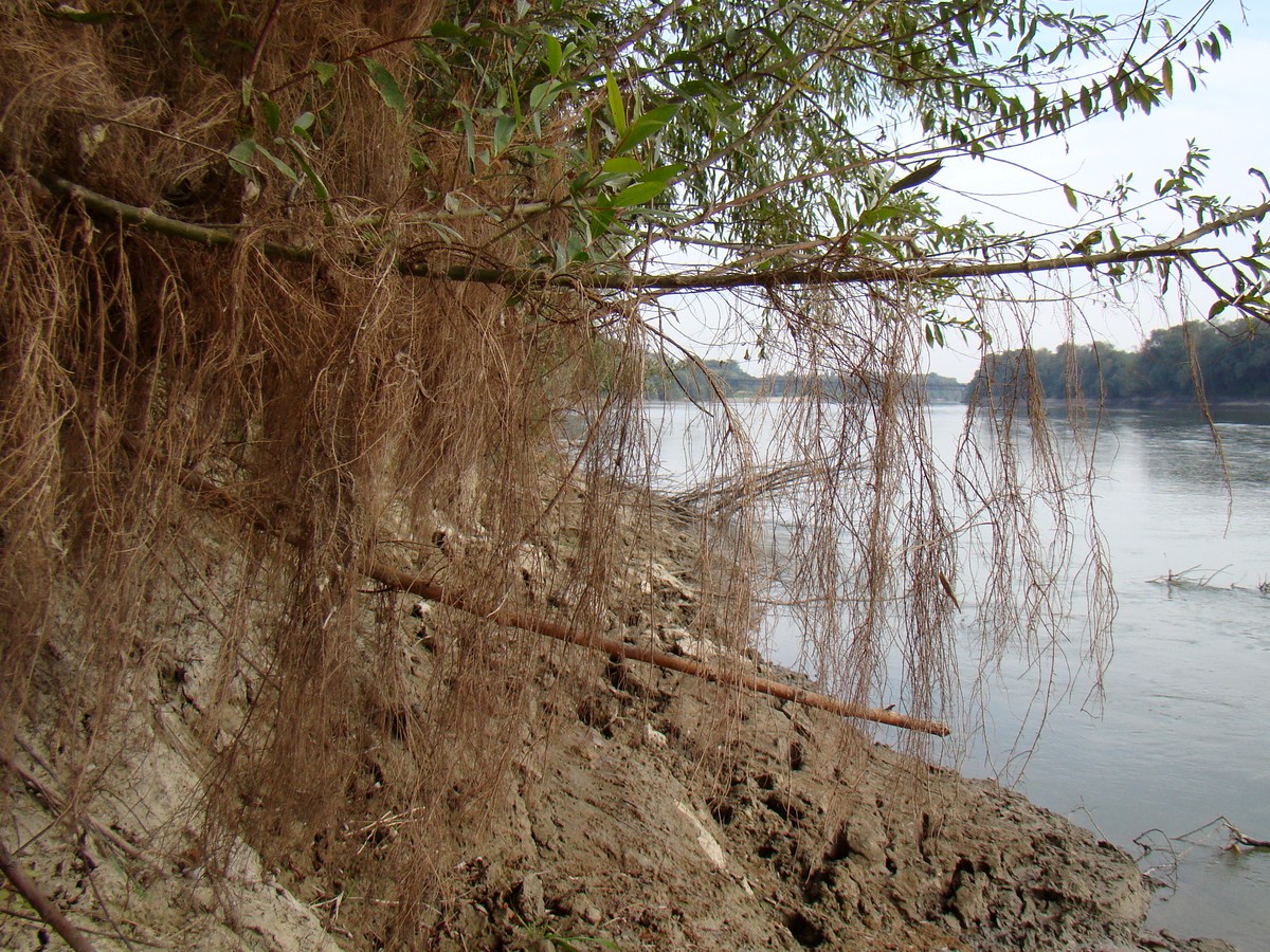 Image of Salix alba specimen.