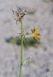 Image of taxon representative. Author is Игорь Павлов