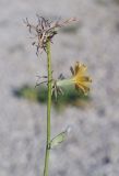 Chondrilla juncea. Верхушка побега с соцветием и соплодиями. Крым, Сакский р-н, окр. пос. Прибрежное, газон, сорное. 09.08.2017.