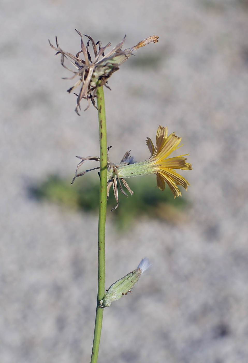 Image of Chondrilla juncea specimen.