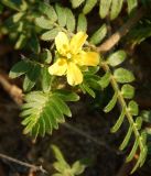 Tribulus terrestris