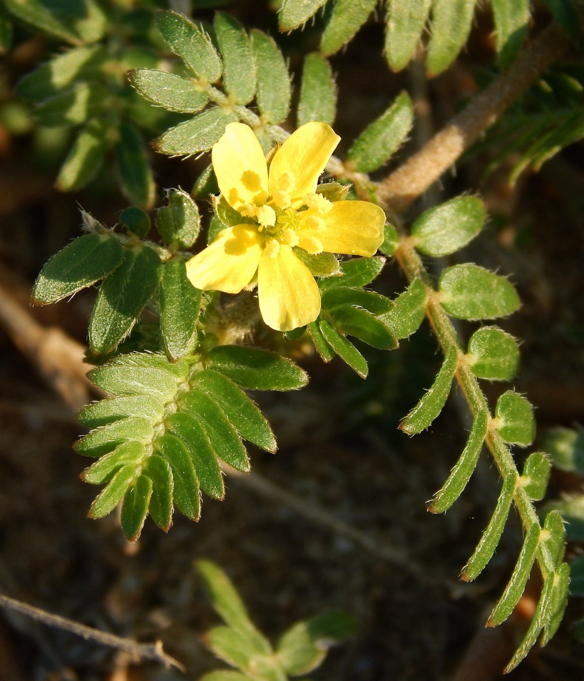 Изображение особи Tribulus terrestris.