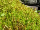 Bryum schleicheri