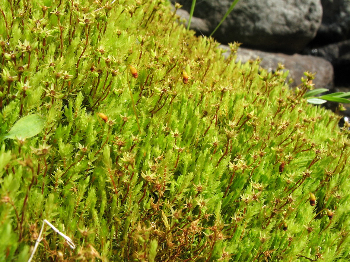 Image of Bryum schleicheri specimen.